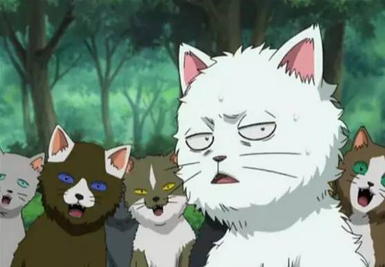 盤點(diǎn)二次元名寵,貓的地位不容動(dòng)搖